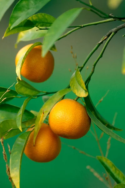 Ripe Orange Fruit Branch Garden — Stock Photo, Image