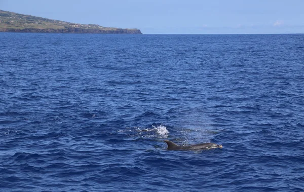 Delfines Saltando Del Agua Naturaleza Océano Pico Azores — Foto de Stock