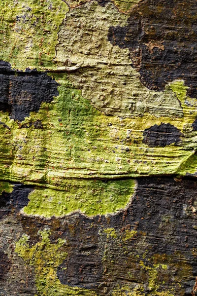 Текстура Коры Дерева Рисунок Фона Фона Nosy Mangabe Мадагаскарское Дерево — стоковое фото