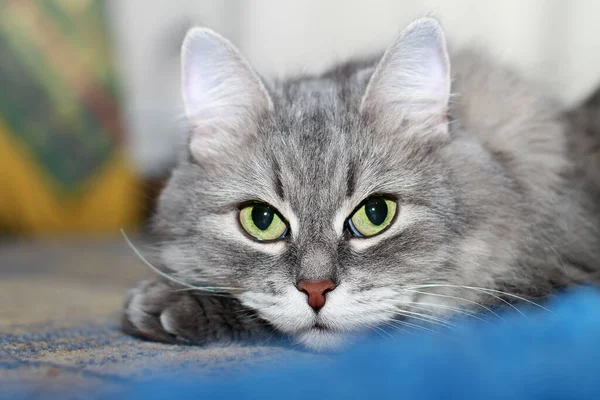 Entzückend Flauschige Silbersibirische Katze Mit Großen Grünlichen Augen Die Auf — Stockfoto