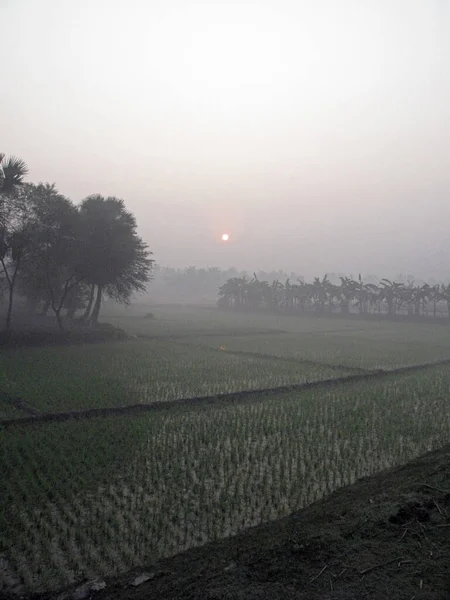 Туманное Утро Бенгальской Сельской Местности Районе Джунглей Сундарбан Западная Бенгалия — стоковое фото