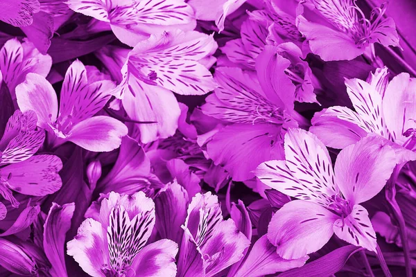 Buquê Orquídeas Lilás Belo Fresco Fundo Brilhante Flores Flores São — Fotografia de Stock