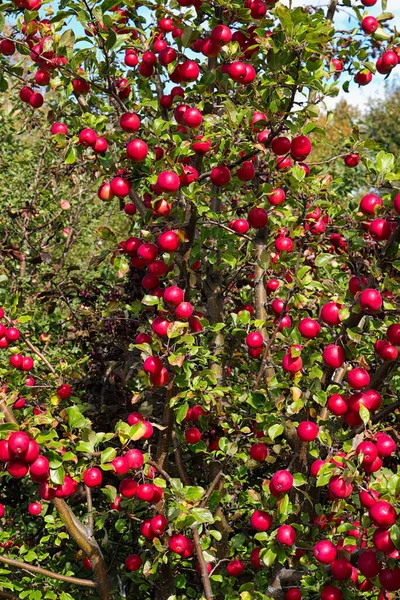 Яблоня Наполненная Красными Яблоками Краба — стоковое фото