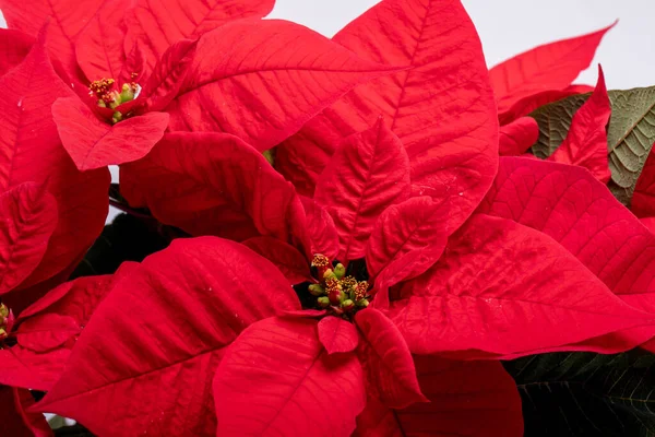 Röd Julstjärna Blomma Vit Bakgrund — Stockfoto