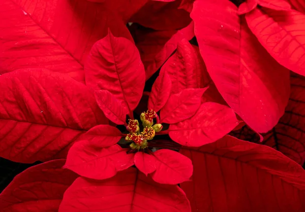 Червона Квітка Пуансетії Білому Тлі — стокове фото