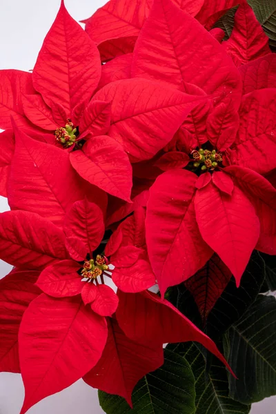 Fiore Poinsettia Rossa Sfondo Bianco — Foto Stock
