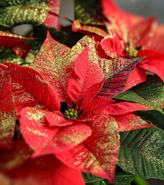 Rode Poinsettia Met Bladeren Een Witte Achtergrond — Stockfoto