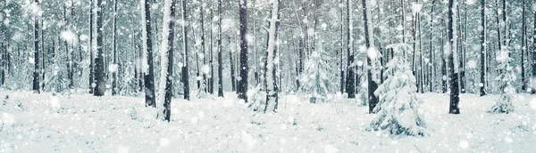 冬の森雪に覆われた木 — ストック写真