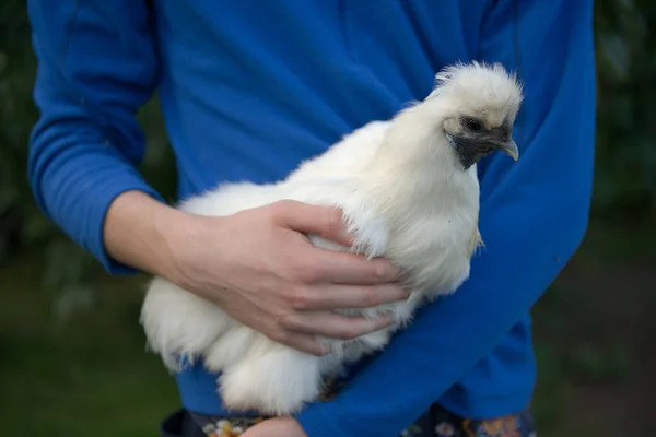 Ganzkörperbild Einer Weißen Seidenhuhn Henne Wie Sie Von Einem Jungen — Stockfoto