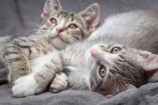 Studio Shot Adorable Gray Striped Young Kittens Lying Grey Textile — Stock Photo, Image