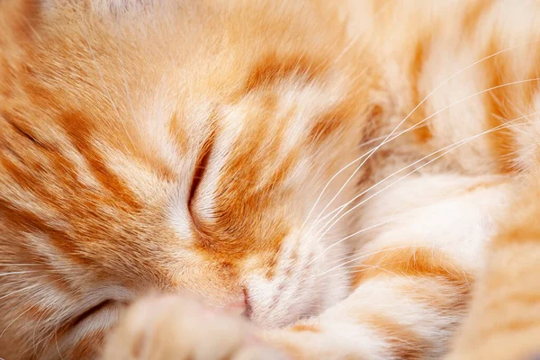 Милый Кот Красными Глазами — стоковое фото