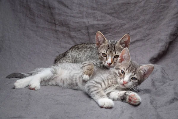 Plan Studio Jeunes Chatons Rayés Gris Adorables Couchés Sur Textile — Photo