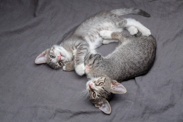 工作室拍摄的可爱的灰色条纹幼猫躺在灰色纺织品上 — 图库照片