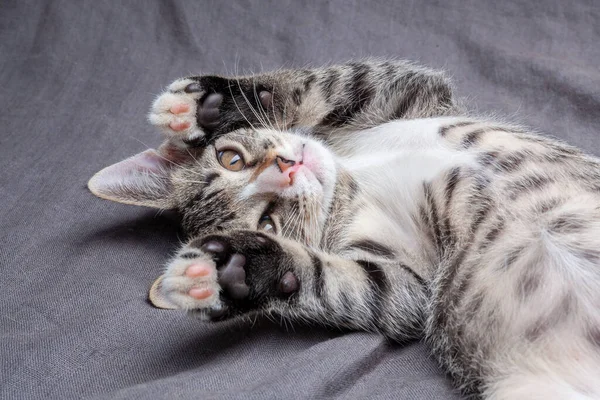 スタジオショットの可愛いですグレーストライプ若い子猫嘘灰色のテキスタイル — ストック写真