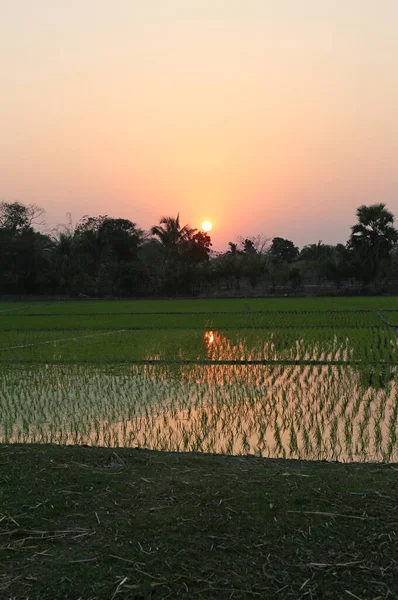 Ein Grünes Reisfeld Westbengalen Indien — Stockfoto