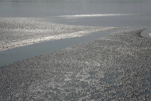 Mud Beds River Matla Low Tide Water Canning Town India — Foto de Stock