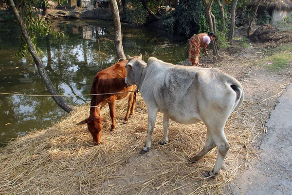 Pâturage Bétail Dans Village Kumrokhali Bengale Occidental Inde — Photo