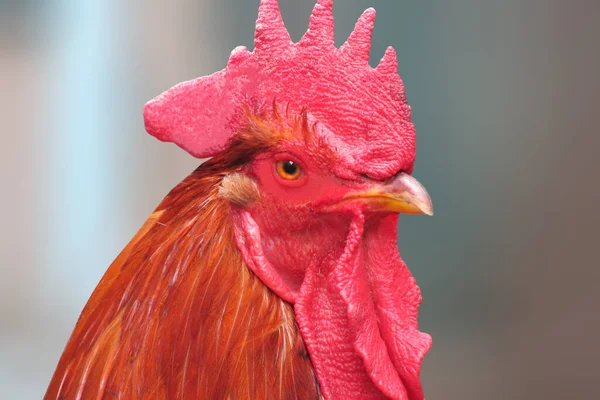 Retrato Hermoso Gallo Pelirrojo —  Fotos de Stock