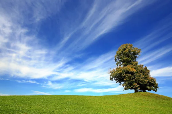 Vrijstaande Boom Groene Heuvel — Stockfoto