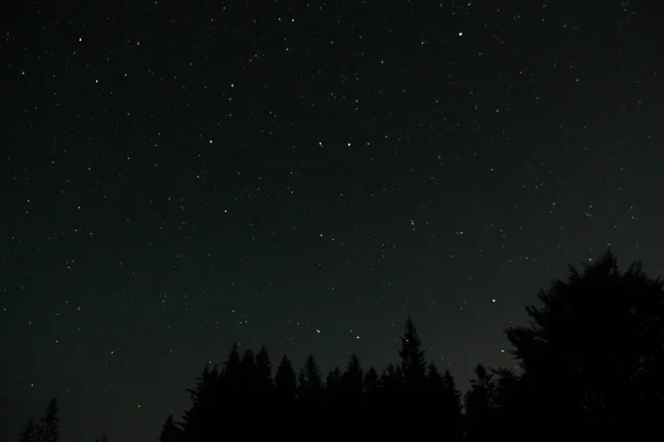 Night Sky Full Start Silhouette Tree Forest — Stock Photo, Image