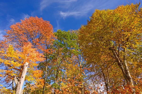 Cambio Colores Las Montañas Orientales Parque Nacional Shenandoah Virginia — Foto de Stock