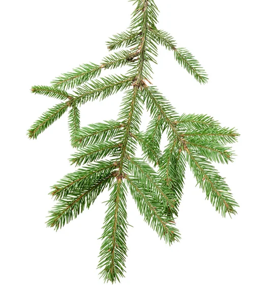 Spruce Branch Green Needles Isolated White Background Close — Stock Photo, Image