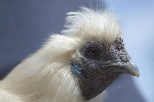 Super Close Macro Portrait Face White Silkie Chicken Detail Hard — Stock Photo, Image