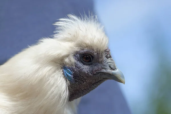 Super Close Macro Portret Van Het Gezicht Van Een Witte — Stockfoto