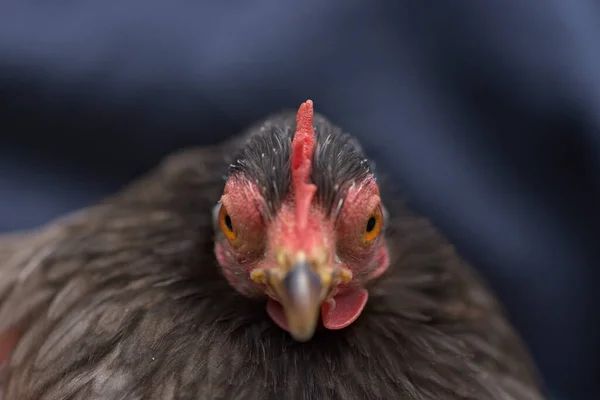 Grey Pekin Bantam Galinha Parece Irritado Agressivo Como Ela Olha — Fotografia de Stock