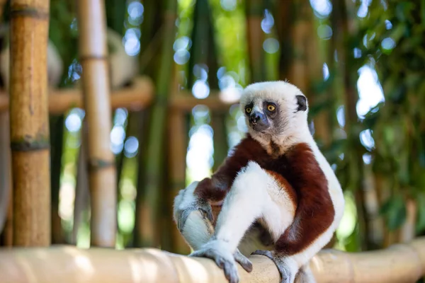 Coquerel Sifaka Seu Ambiente Natural Parque Nacional Ilha Madagascar — Fotografia de Stock
