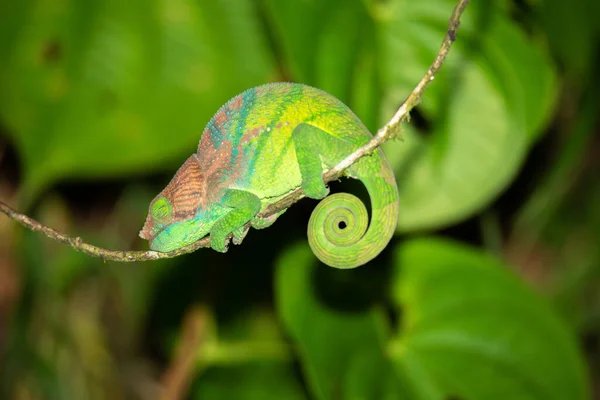 Camaleão Colorido Close Floresta Tropical Madagascar — Fotografia de Stock