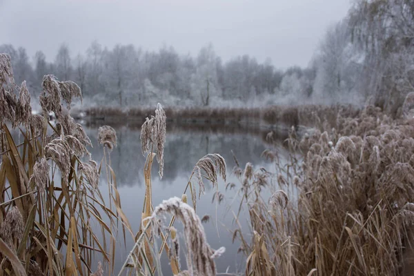 Frostige Winterlandschaft Das Ufer Des Sees Und Trockenes Schilf Und — Stockfoto