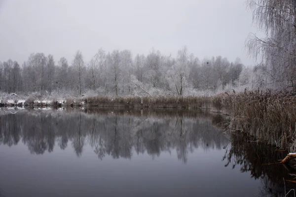 Paisagem Gelada Inverno Costa Lago Juncos Secos Floresta Distância Neve — Fotografia de Stock