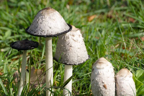 Белые Грибы Лугу Coprinus Comatus — стоковое фото