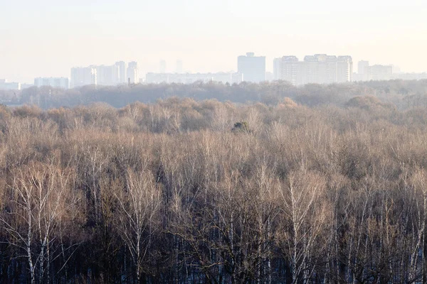 Верхівки Дерев Парку Освітлені Сонцем Холодного Зимового Ранку Москві — стокове фото