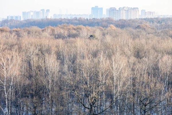 Над Міським Парком Холодного Зимового Ранку Москві — стокове фото