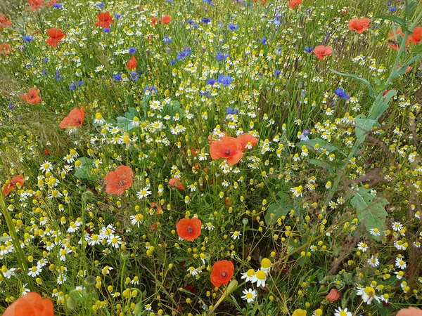 Ackerunkraeuter Kamille Klatschmohn Kornblumen Natur — Stock Photo, Image