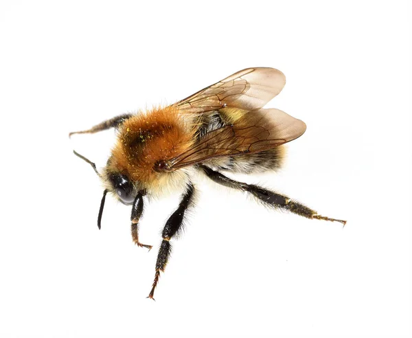 Biene Auf Weißem Hintergrund — Stockfoto