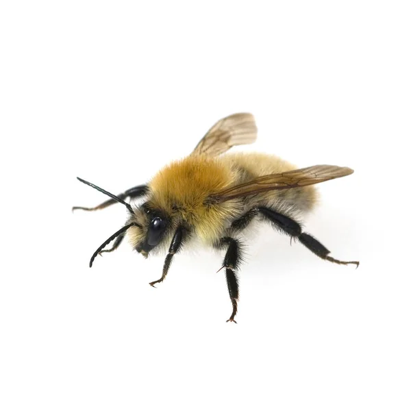 Ackerhummel Bombus Pascuorum Hummel — Φωτογραφία Αρχείου