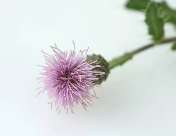 Acker Kratzdistel Cirsium Arvense Ackerkratzdistel — Stok fotoğraf