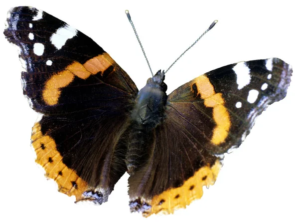 Almirante Vanessa Atalanta Schmetterling Falter Insekt — Fotografia de Stock