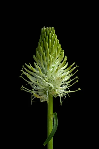 Aehrige Teufelskralle Phyteuma Spicatum — Stockfoto