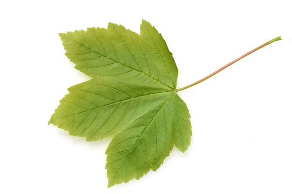 Зеленый Лист Липы Белом Фоне — стоковое фото
