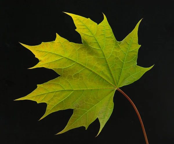 Feuilles Automne Sur Fond Noir — Photo