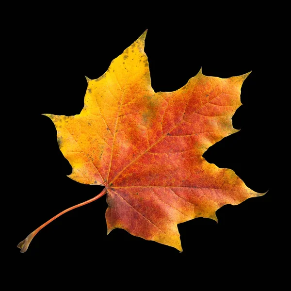 Autumn Leaves Black Background — Stock Photo, Image