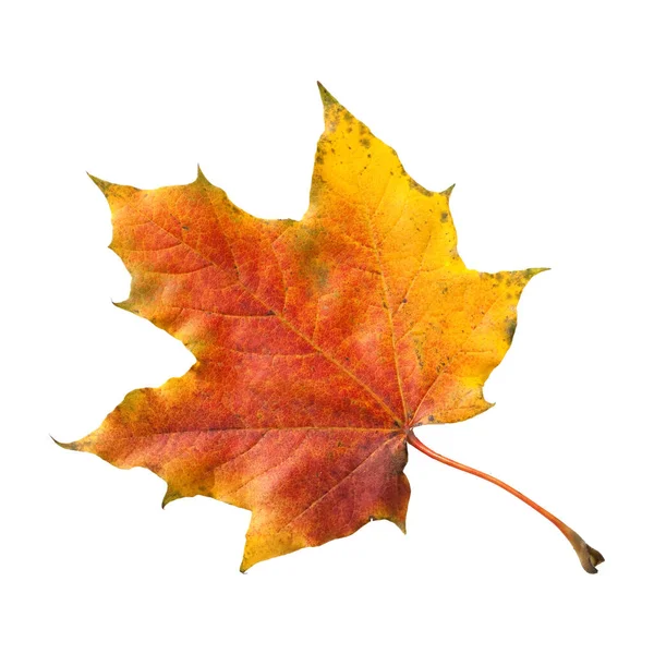 Herfst Esdoorn Bladeren Geïsoleerd Witte Achtergrond — Stockfoto
