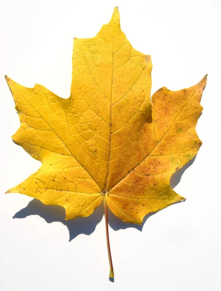 Ahornblatt Acer Saccharum Herbstfaerbung —  Fotos de Stock