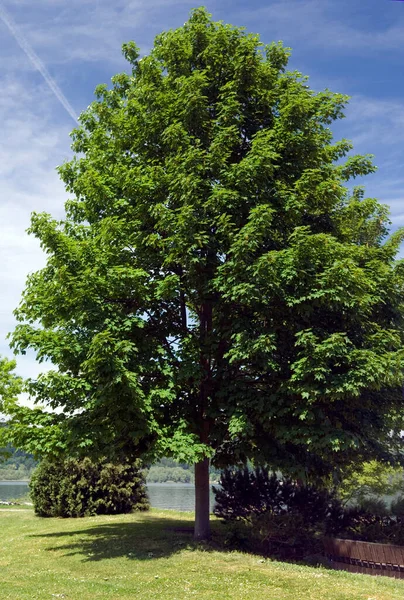 Vertical Shot Tree Green Grass — Stock Photo, Image