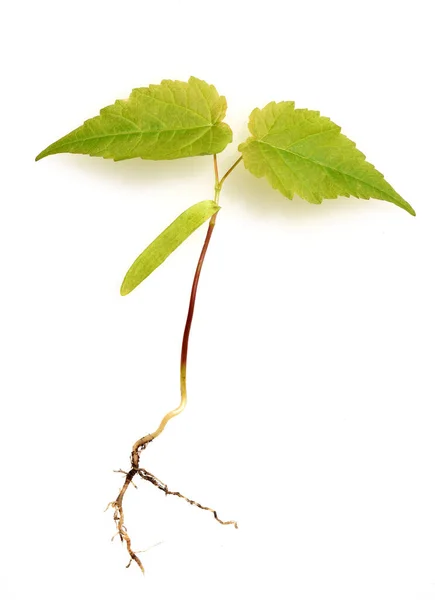 Hojas Verdes Plantas Aisladas Sobre Fondo Blanco — Foto de Stock