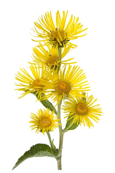 Alant Bluete Inula Helenium — kuvapankkivalokuva